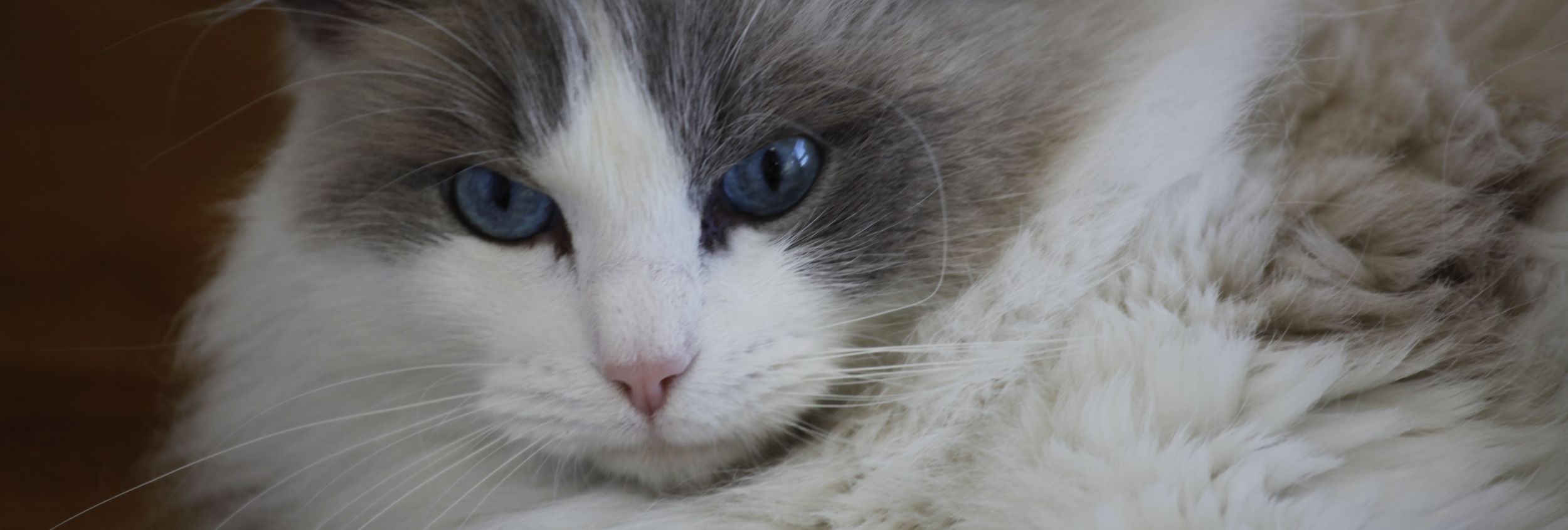 Nahaufnahme einer weiß-grauen Katze mit blauen Augen